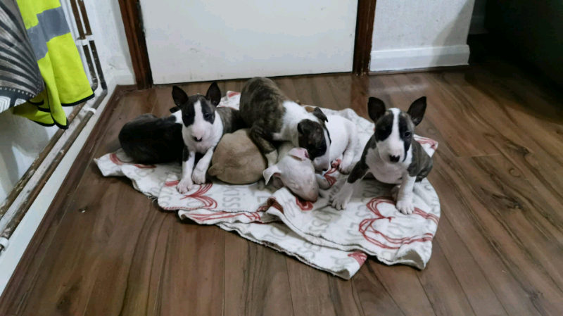 bull terrier gumtree